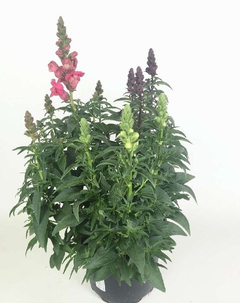 Antirrhinum MIX IN POT