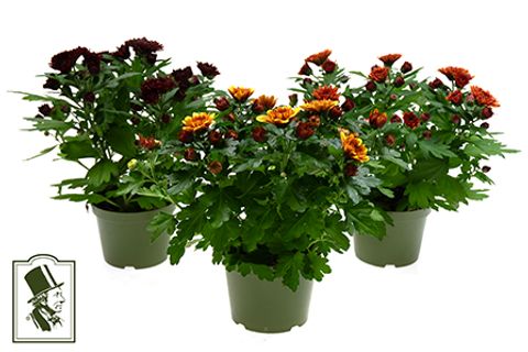 Chrysanthemum INDICUM MIX