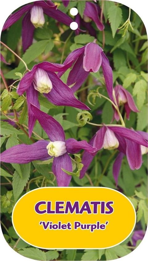 Clematis 'Violet Purple' (A)
