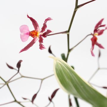 Oncidium 'Mieke von Holm'