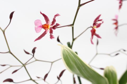 Oncidium 'Mieke von Holm'