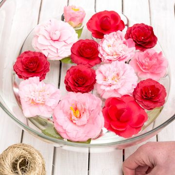 Camellia japonica 'Matterhorn'