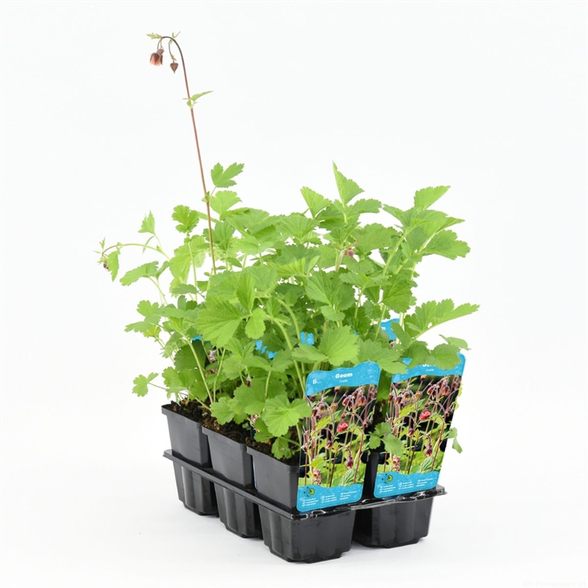Geum rivale — Plant Wholesale FlorAccess