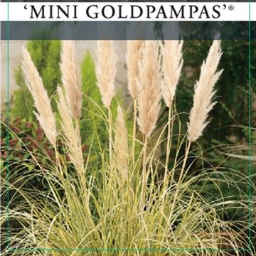 Cortaderia selloana MINIGOLDENPAMPAS