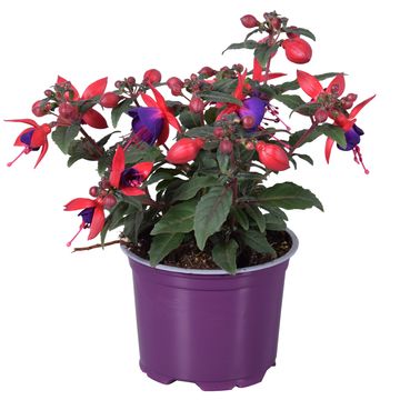 Fuchsia BELLA FUCHSIA SACHA