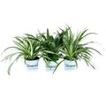 Chlorophytum MIX