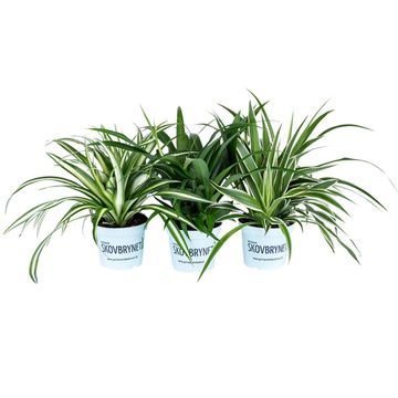 Chlorophytum MIX
