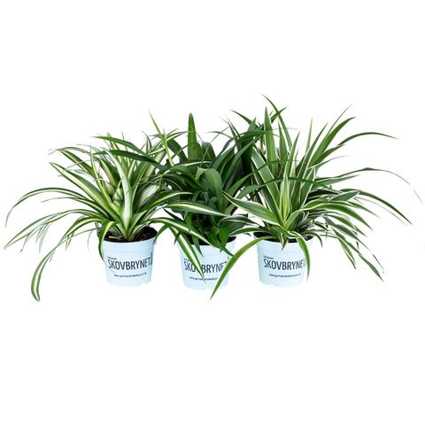 Chlorophytum MIX
