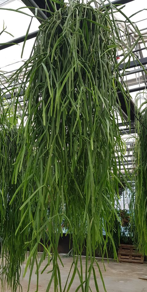 Rhipsalis trigona