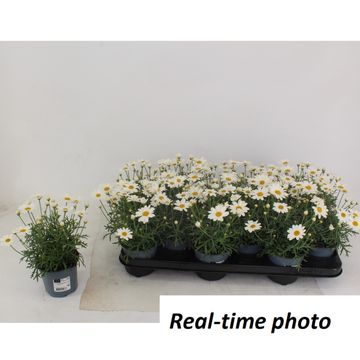 Argyranthemum frutescens ЛАРИТА ВАЙТ