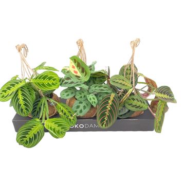 Maranta leuconeura MIX