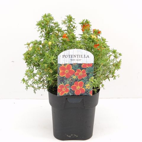 Potentilla fruticosa 'Ред Эйс'