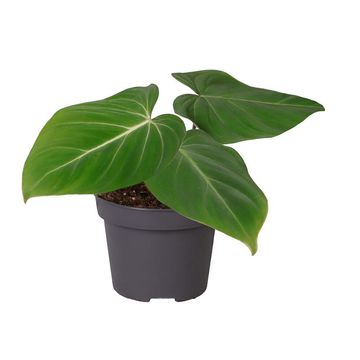 Philodendron gloriosum