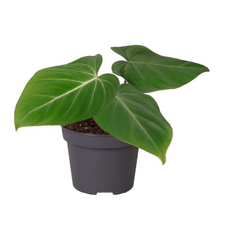 Philodendron gloriosum