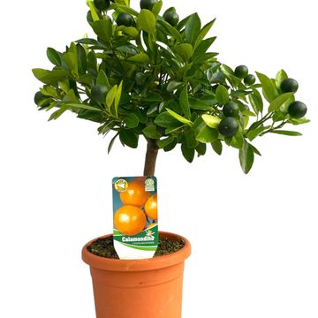 Citrus x microcarpa