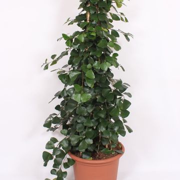 Ficus natalensis 'Trinova'