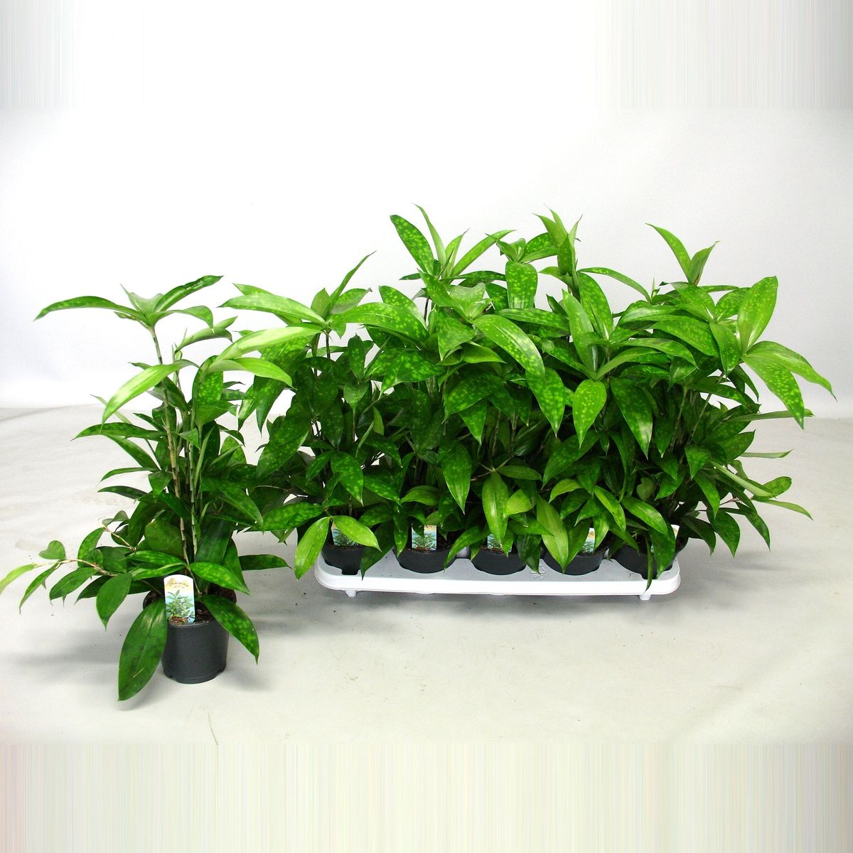 Dracaena surculosa en Capi Nature Groove Special