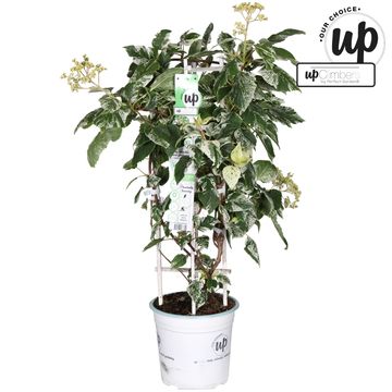 Schizophragma hydrangeoides 'Burst of Light'