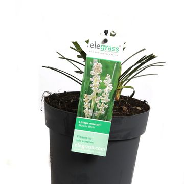Liriope muscari 'Monroe White'