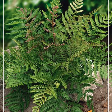 Dryopteris erythrosora