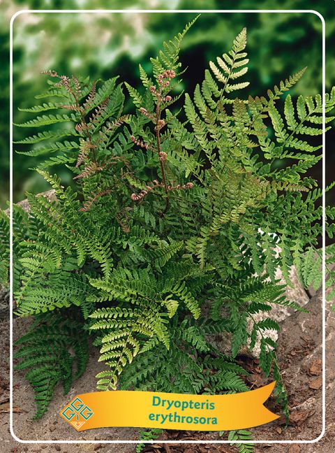 Dryopteris erythrosora