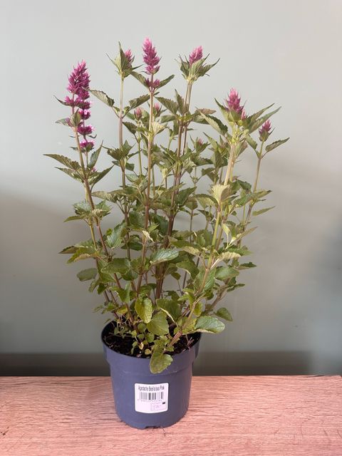 Agastache BEELICIOUS PINK