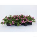Calibrachoa MINIFAMOUS PINK