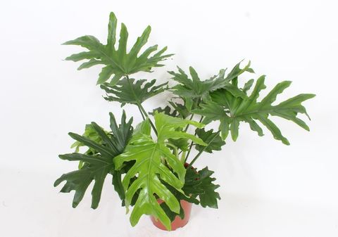 Filodendron bipinnatifidum 'Cum Laude'