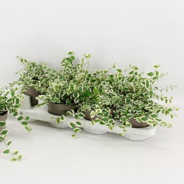 Ficus pumila 'Belle Sunny'