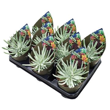 Dudleya virens hassei