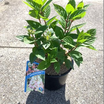 Hydrangea paniculata EARLY SENSATION