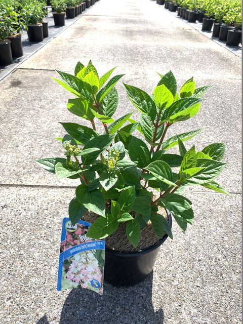 Hydrangea paniculata EARLY SENSATION