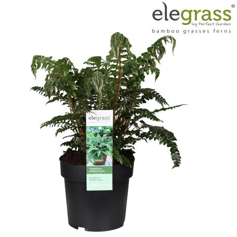 Polystichum polyblepharum