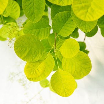 Cotinus coggygria GOLDEN LADY