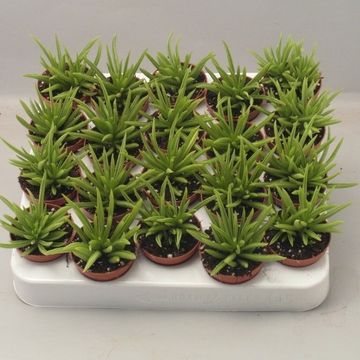 Peperomia 'Happy Bean'