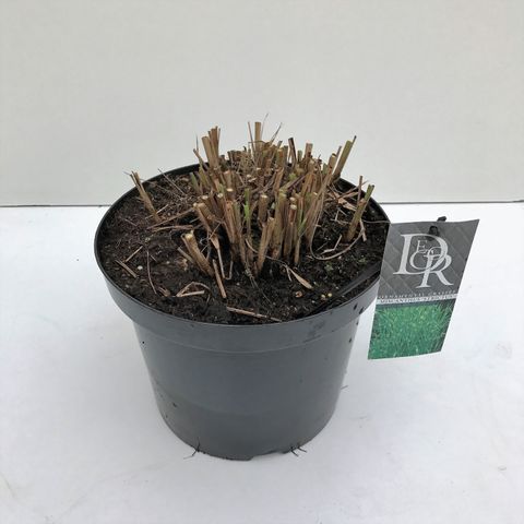 Miscanthus sinensis 'Strictus'