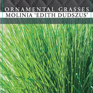 Molinia caerulea 'Edith Dudszus'