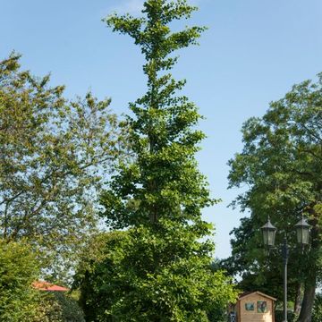 Ginkgo biloba