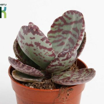 Kalanchoe humilis 'Zebra'