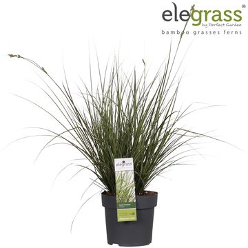 Carex brunnea 'Вариегата'