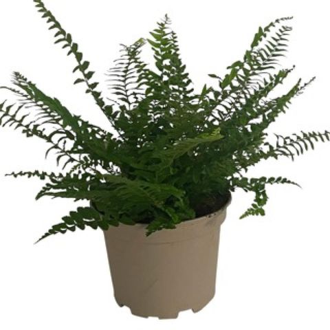 Polystichum munitum