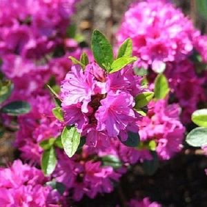 Rhododendron 'Geisha Purple' (About Plants Zundert BV)