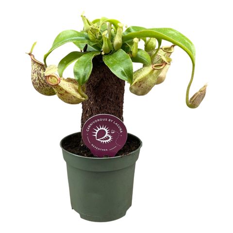 Nepenthes MIX