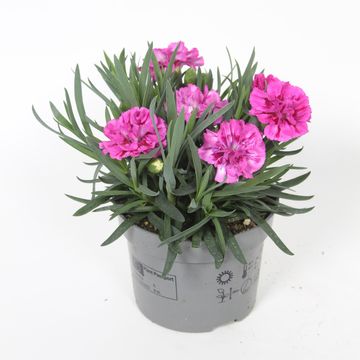 Dianthus DIADEUR MARIE