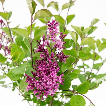 Syringa BLOOMERANG DARK PURPLE