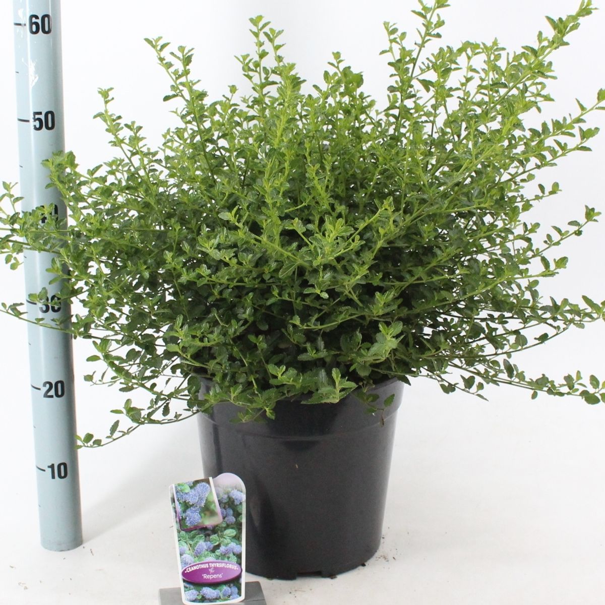 Ceanothus thyrsiflorus repens — Plant Wholesale FlorAccess