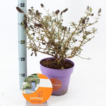 Buddleja PURPLE LION