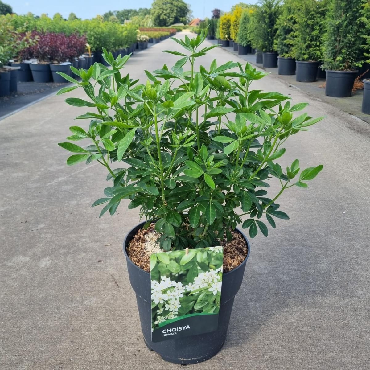 Choisya Ternata Plant Wholesale FlorAccess choisya-ternata-plant-wholesale-floraccess
