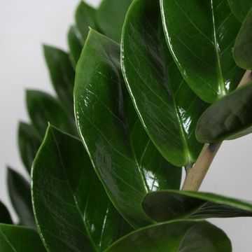 Zamioculcas zamiifolia