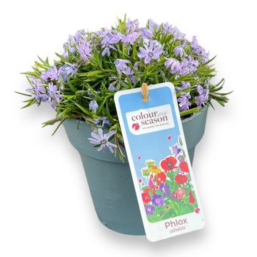 Phlox FABULOUS BLUE VIOLET